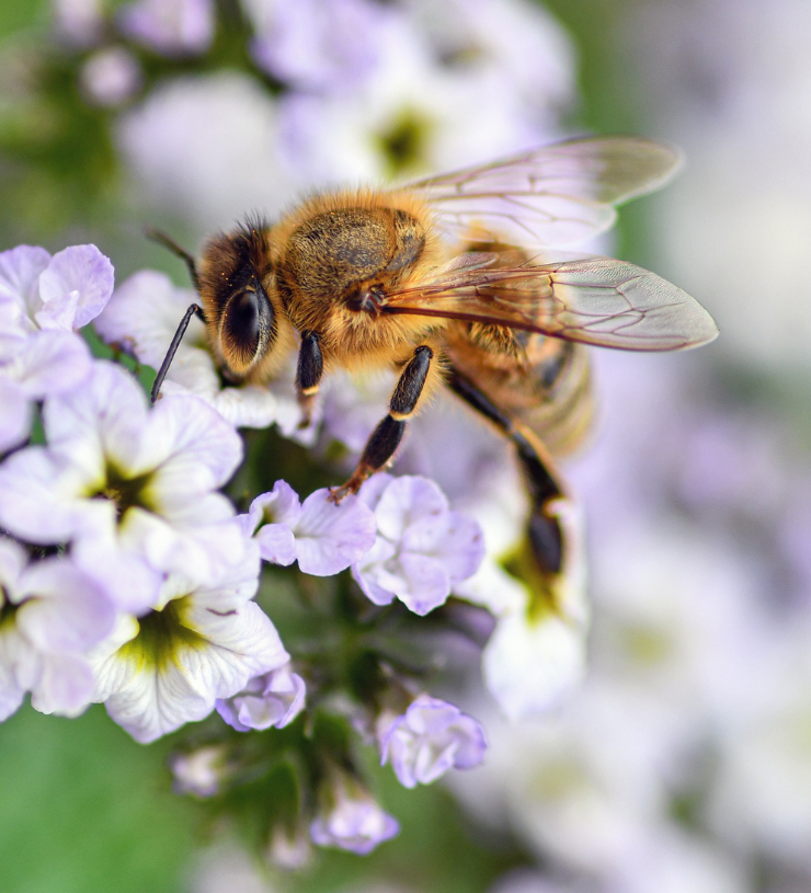 Fleißige Bienchen in der Wabe – Bienenwaben Orchard in neuem Design [+Gewinnspiel]