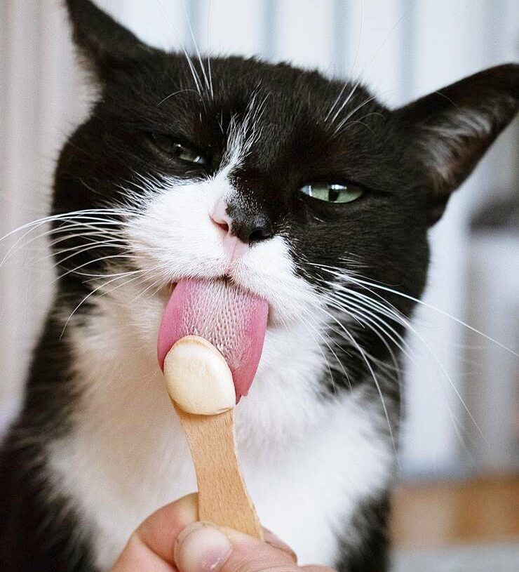 Eis für Katzen selber machen – Erfrischung für heiße Tage