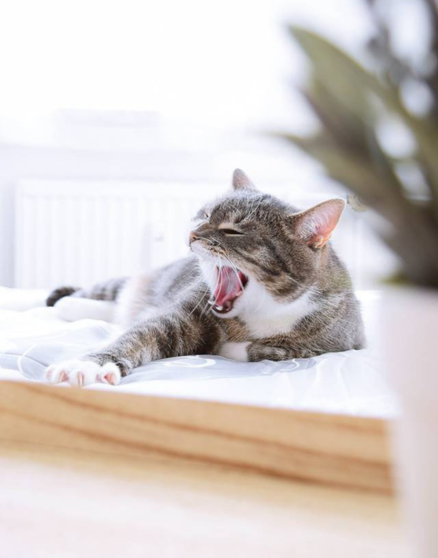 Entspannt mit Katzen umziehen – Infos & Ratgeber