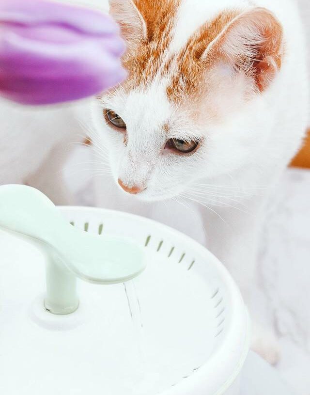 Hitze überstehen – 5 Tipps zum Abkühlen für Katzen
