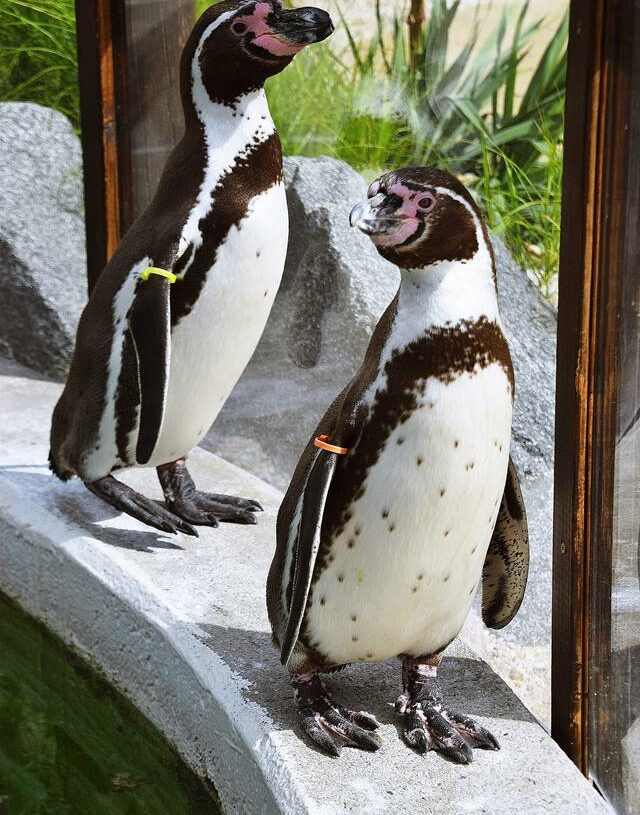 Schwimmen mit Pinguinen – Spreewelten Bad