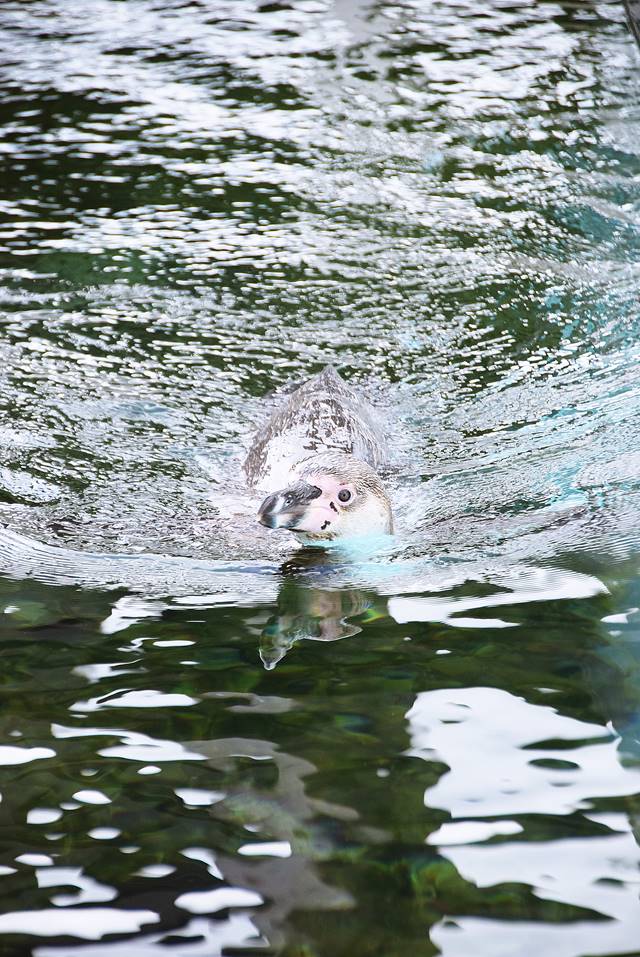 Schwimm Mit Pinguinen