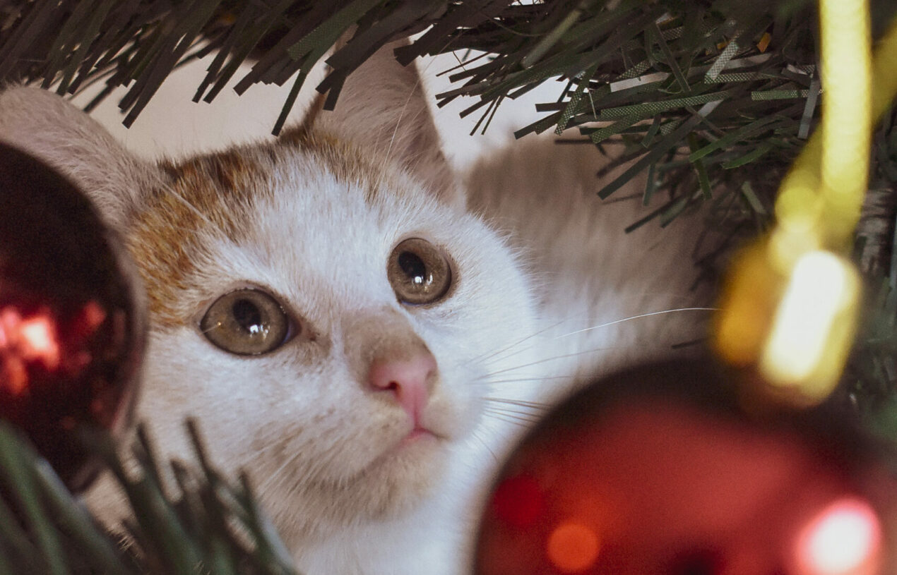 Weihnachten mit Katzen – Tipps und Geschenkideen